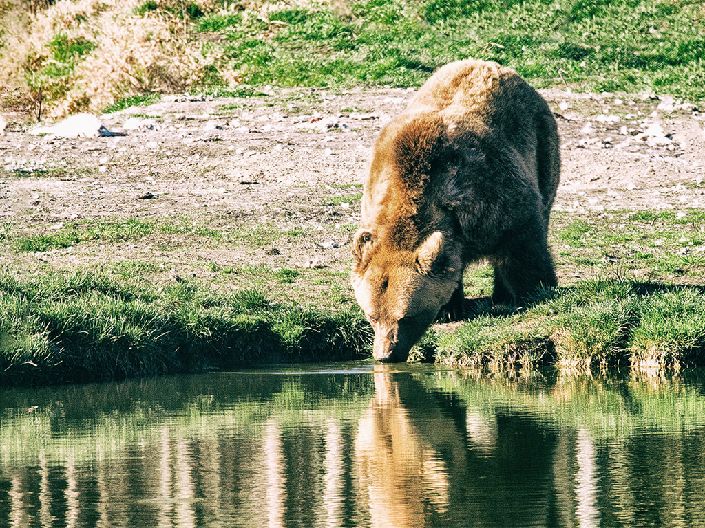 Braunbär 003