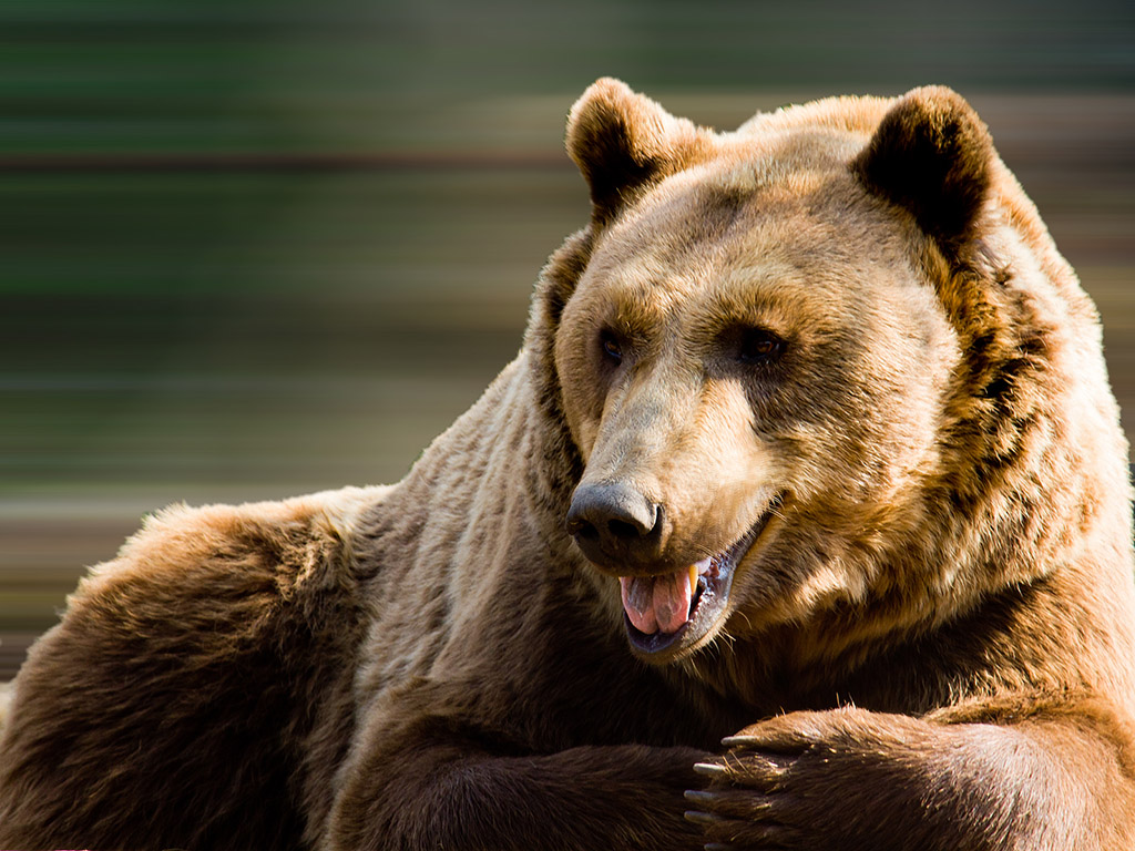 Braunbär