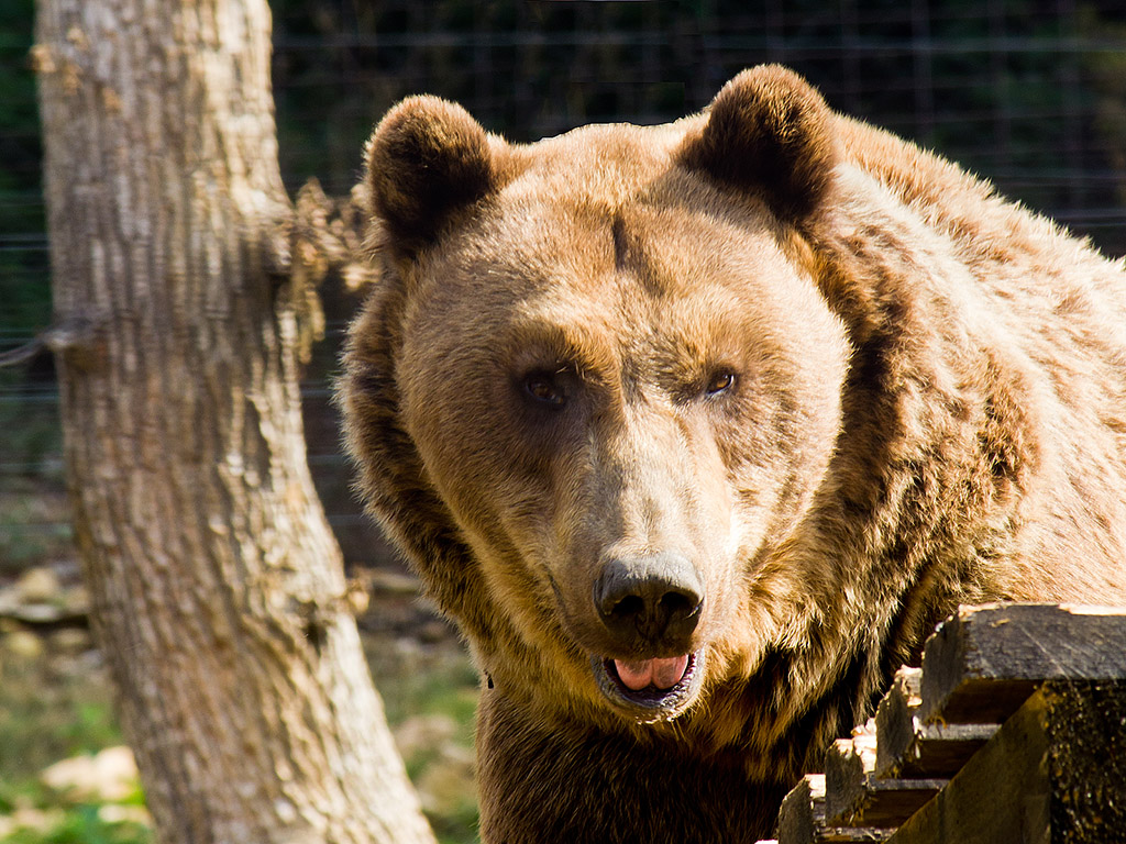 Braunbär