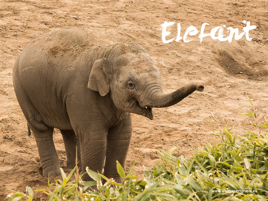 Elefant 001