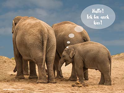 Elefant - Hallo! Ich bin auch hier!