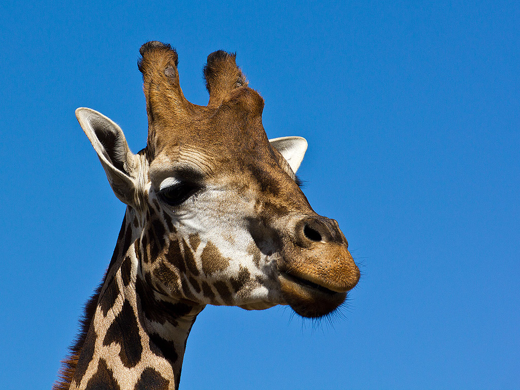 Giraffe 005 - Kostenloses Hintergrundbild