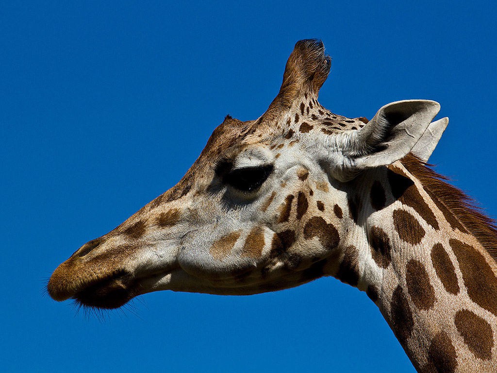 Giraffe