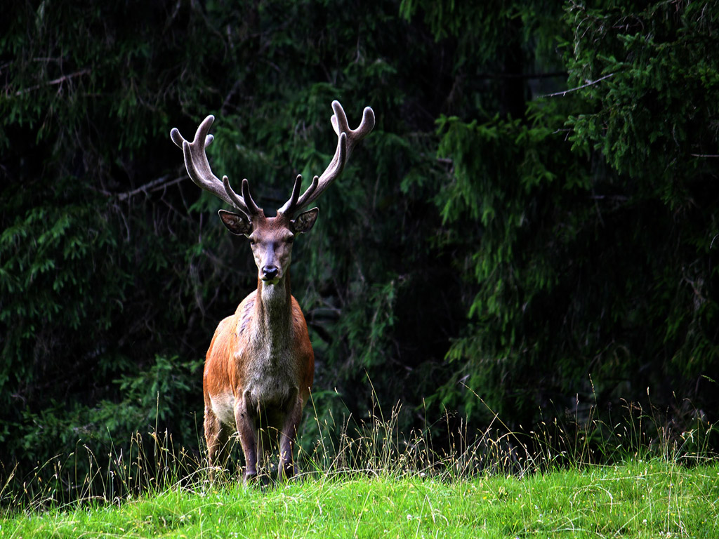 Hirsch, Rothirsch