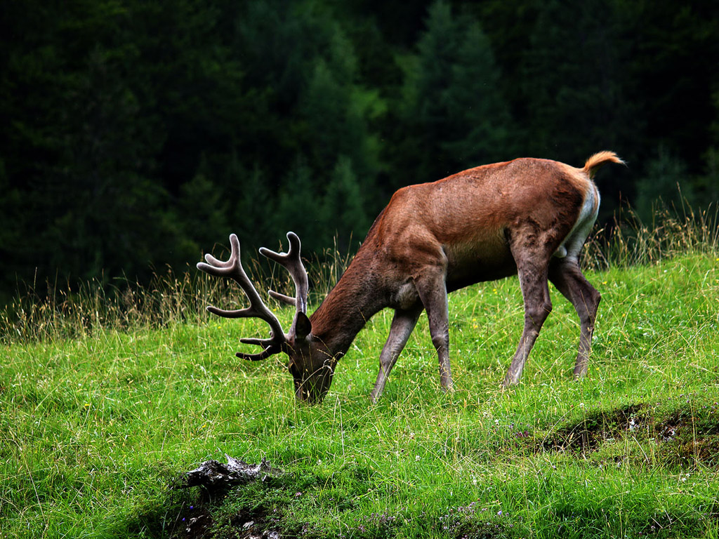 Hirsch, Rothirsch