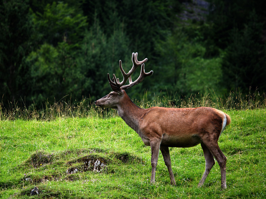 Hirsch, Rothirsch. 