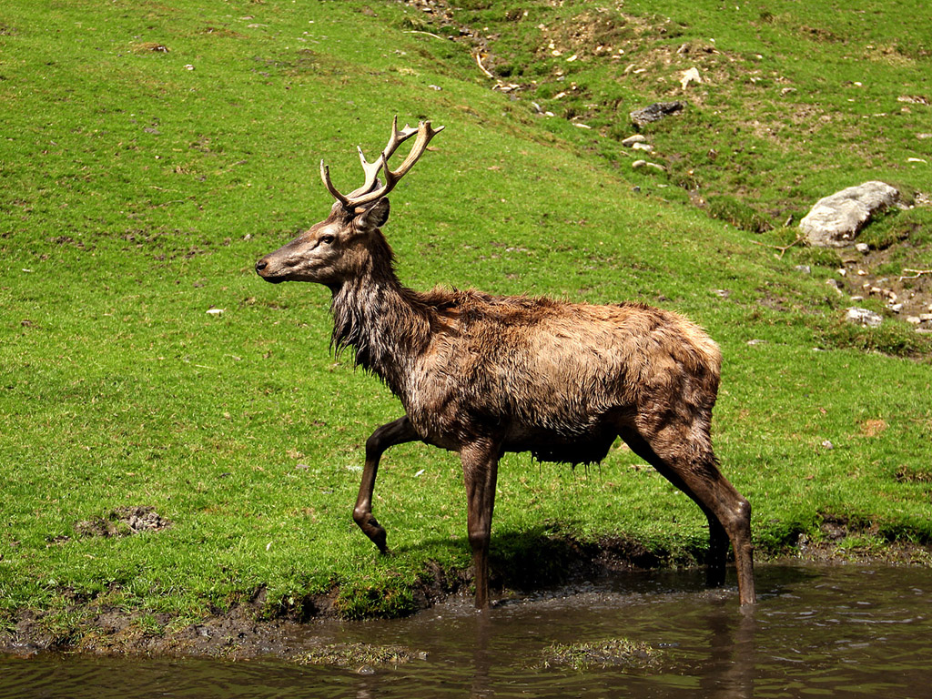 Hirsch, Rothirsch