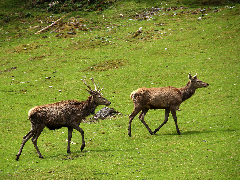 Hirsch, Rothirsch