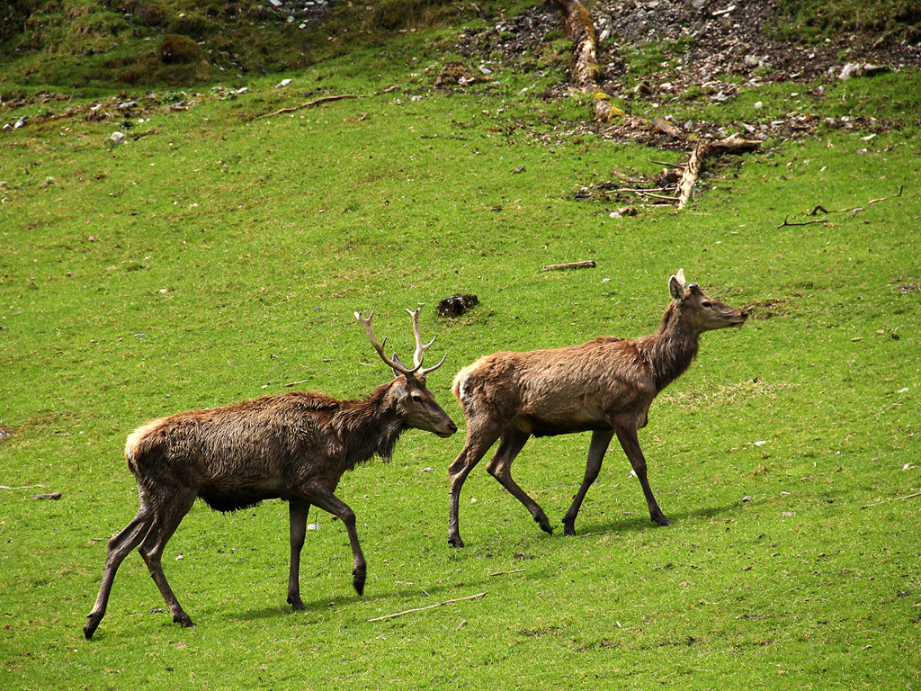 Hirsch, Rothirsch