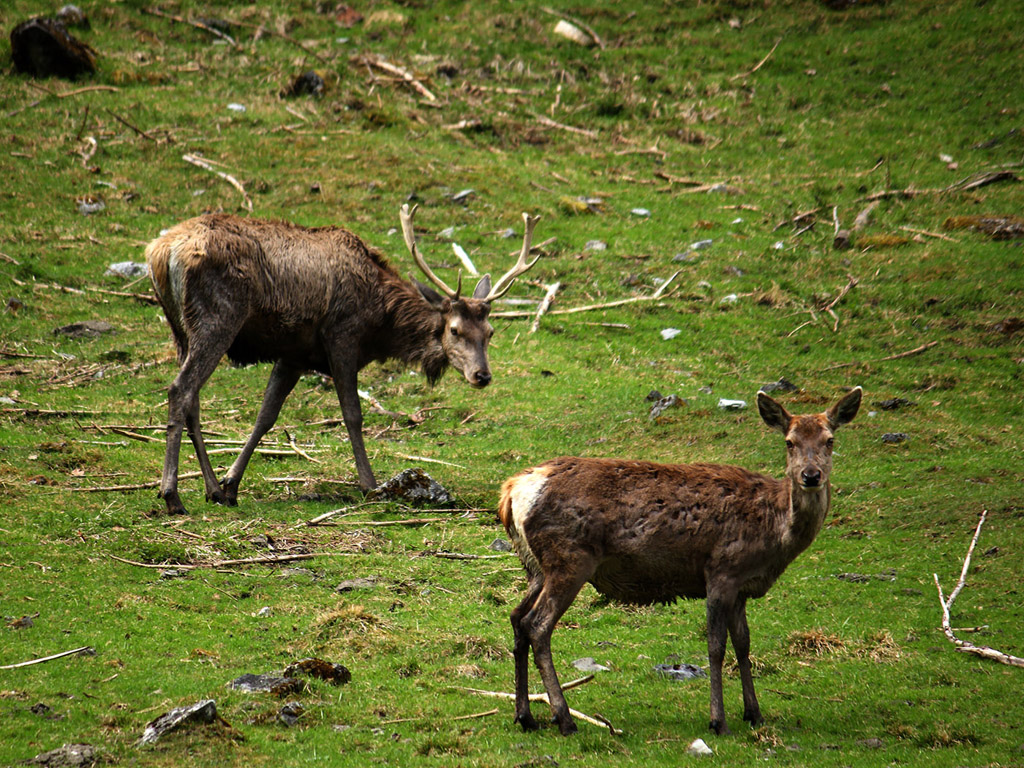 Hirsch, Rothirsch