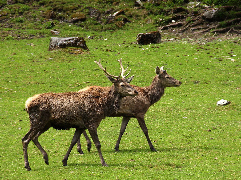 Hirsch, Rothirsch