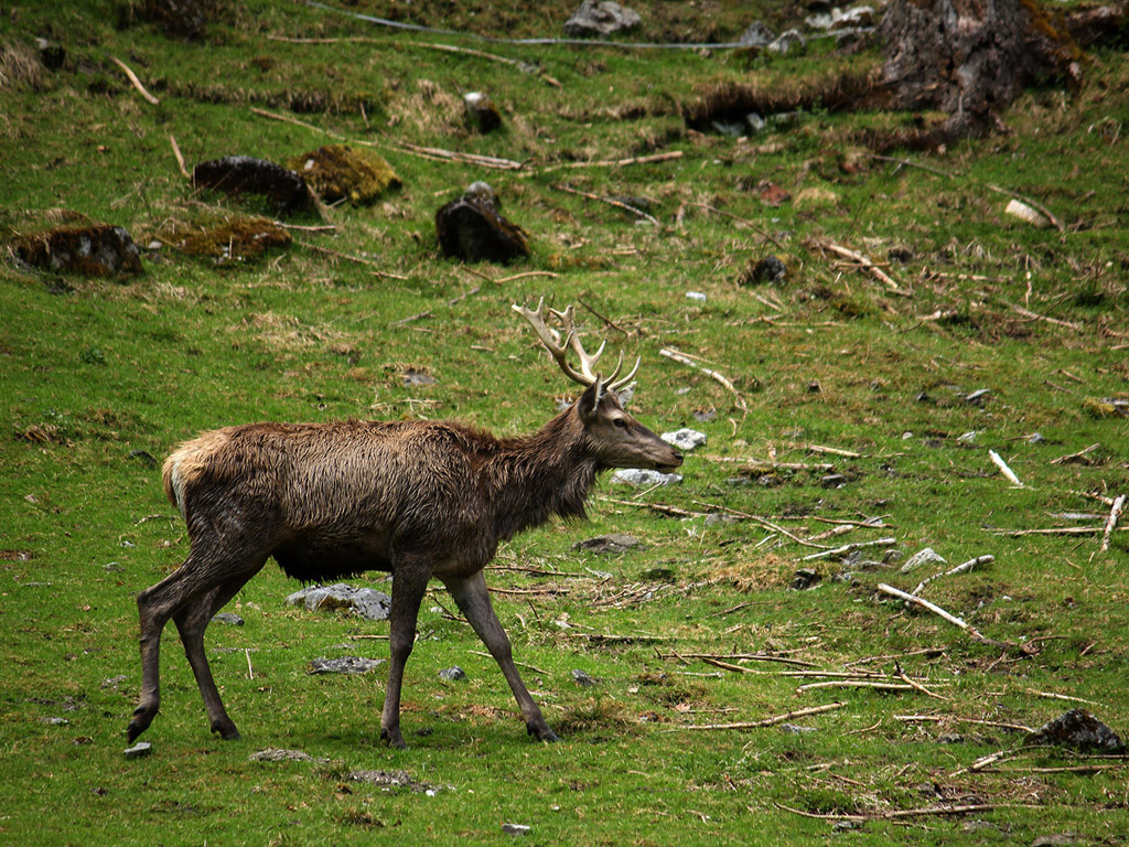 Hirsch, Rothirsch