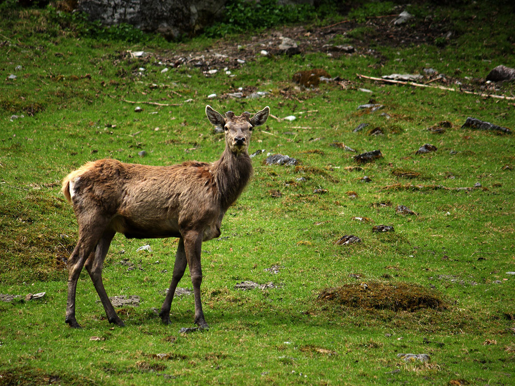 Hirsch, Rothirsch