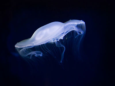 Meduse