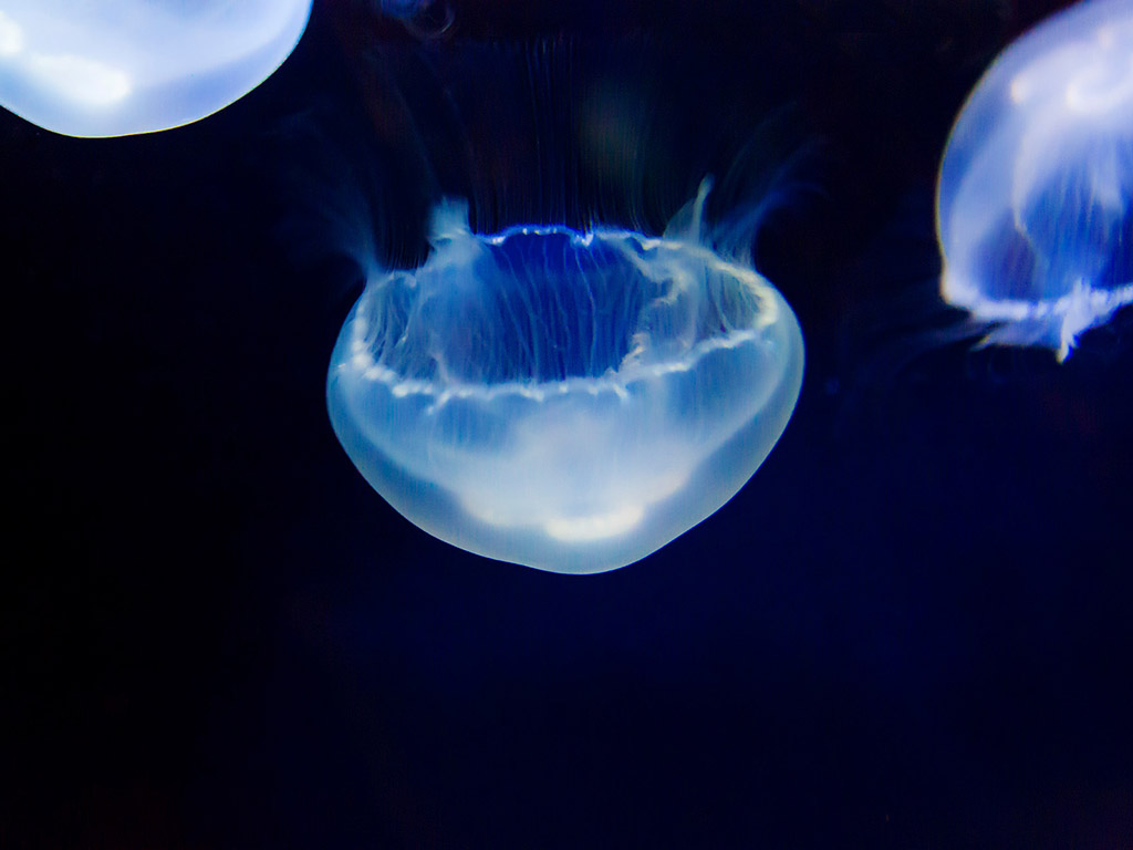 Meduse 004