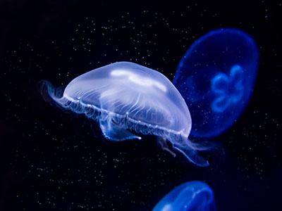 Meduse