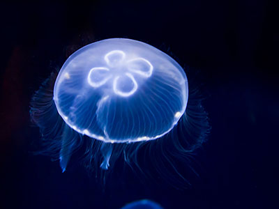 Meduse