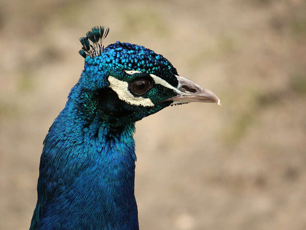 Vogel: Blauer Pfau