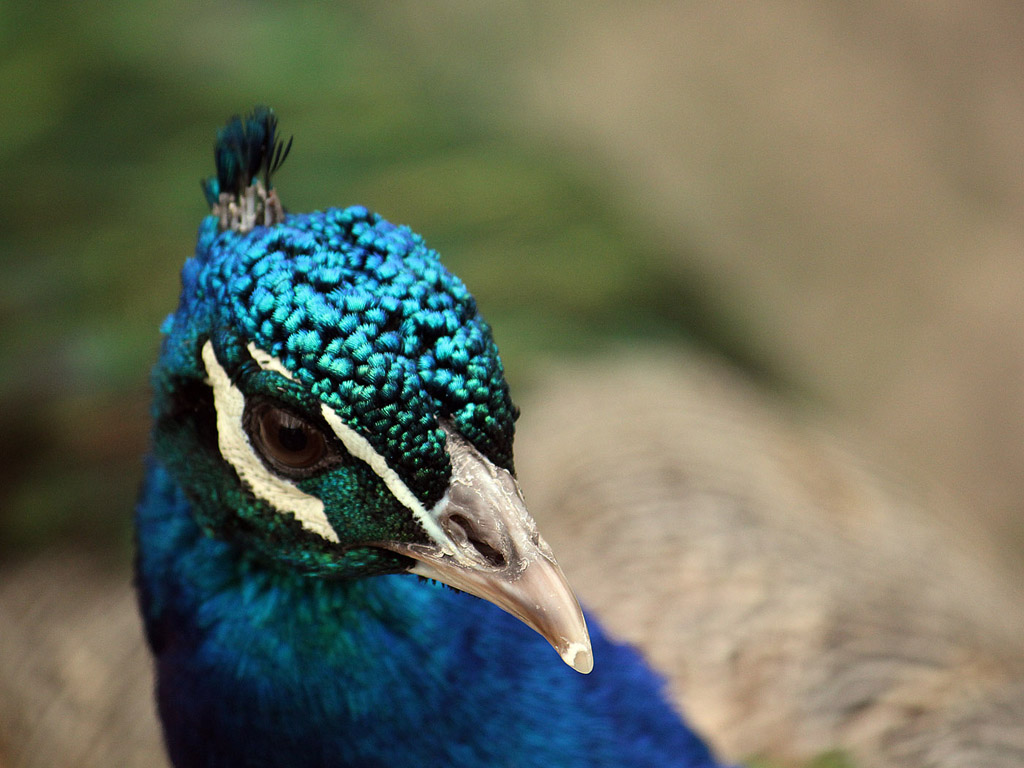 Vogel: Blauer Pfau