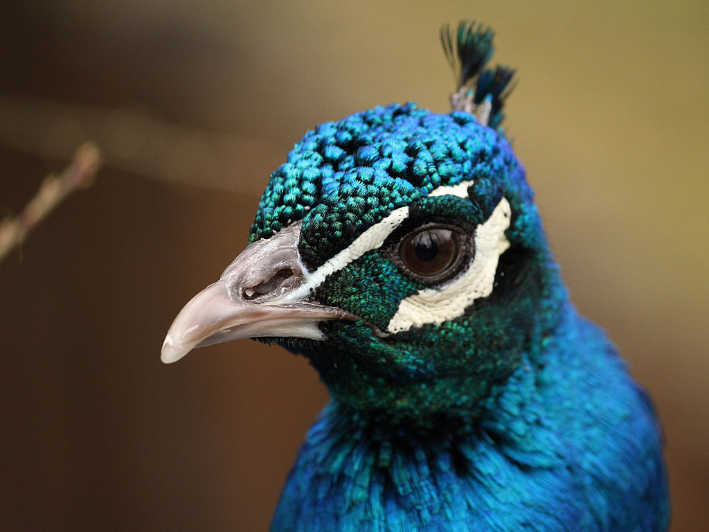 Vogel: Blauer Pfau