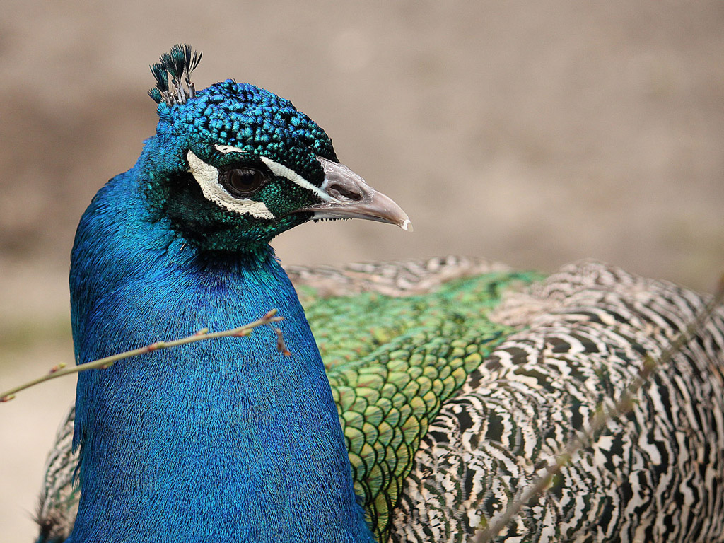 Vogel: Blauer Pfau