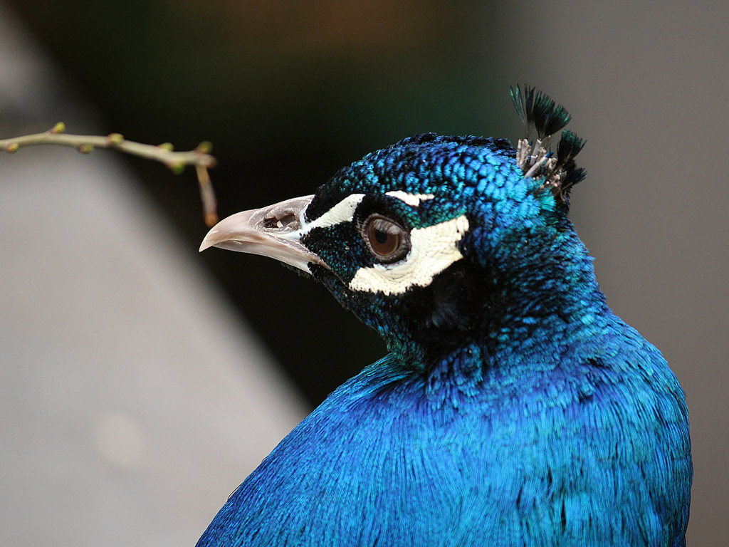 Vogel: Blauer Pfau