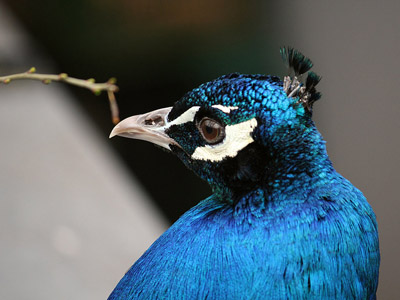 Blauer Pfau