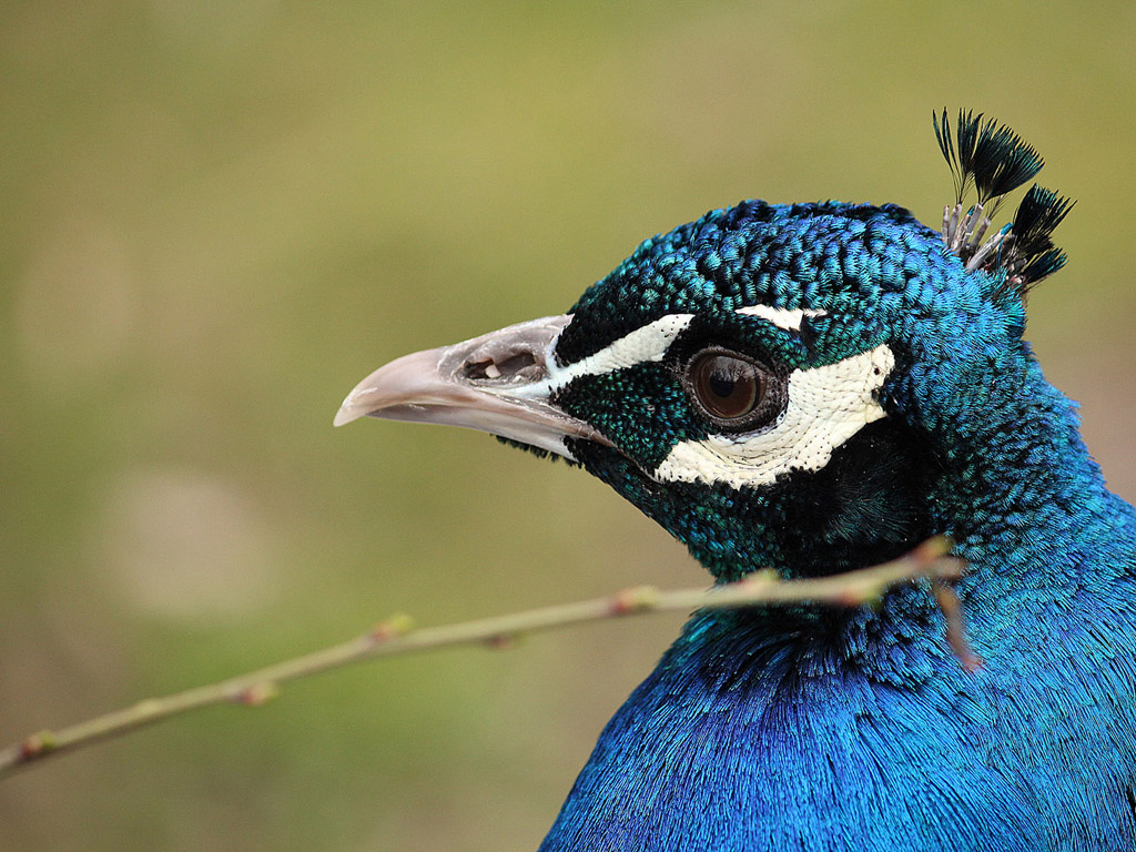 Vogel: Blauer Pfau