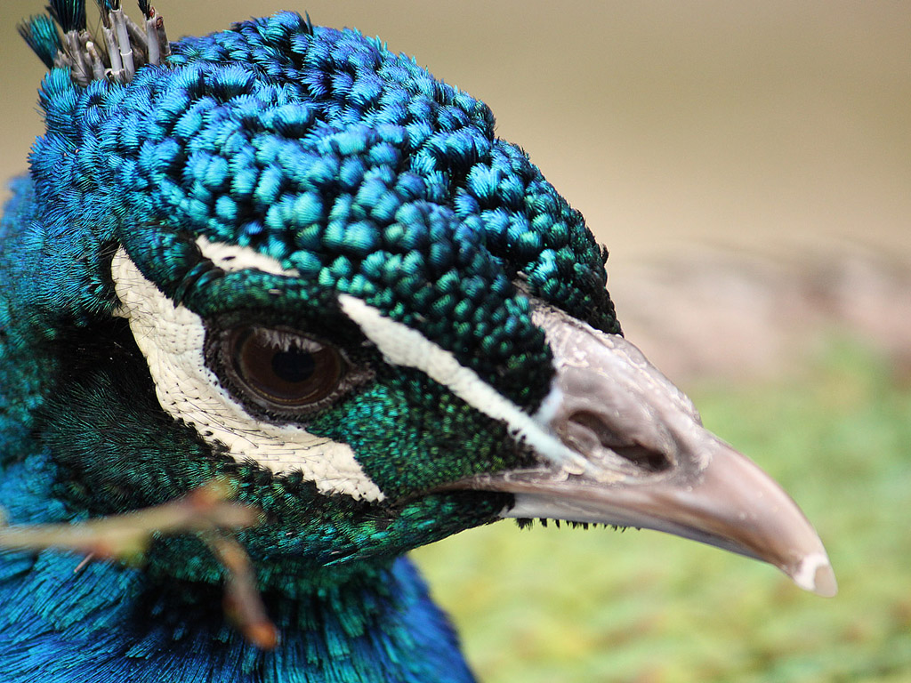 Vogel: Blauer Pfau