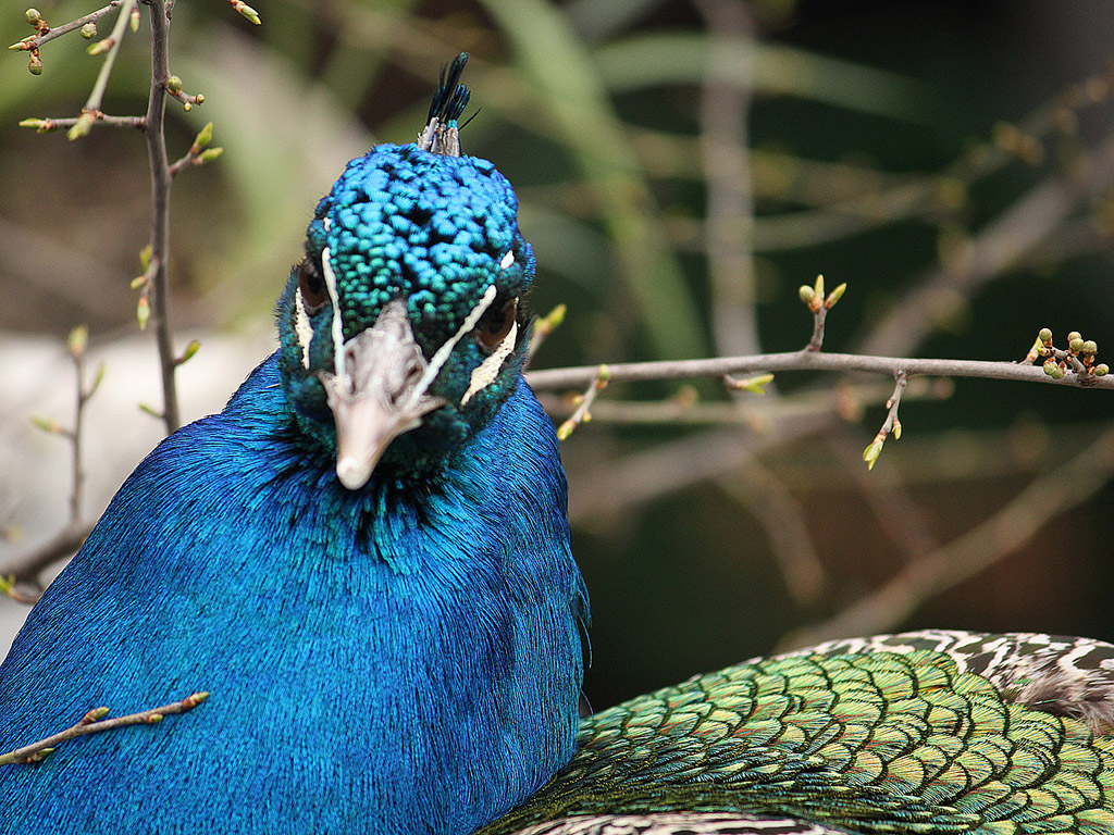 Vogel: Blauer Pfau