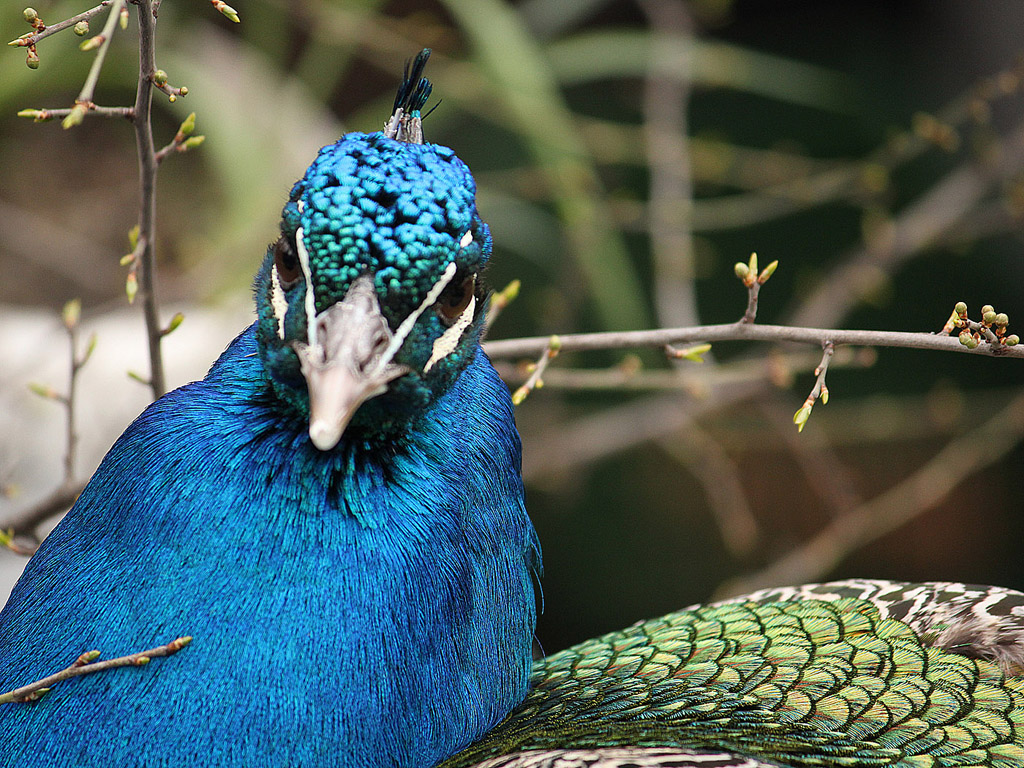 Blauer Pfau 008