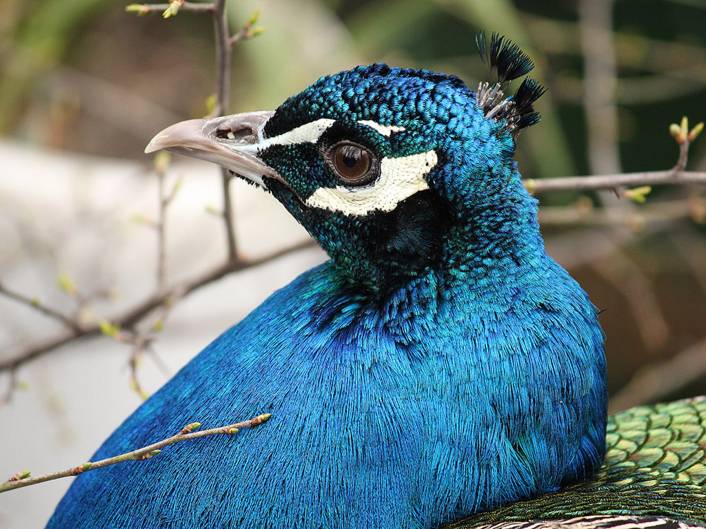 Vogel: Blauer Pfau