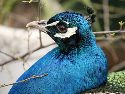 Blauer Pfau