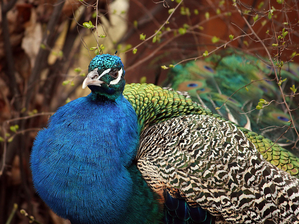 Vogel: Blauer Pfau