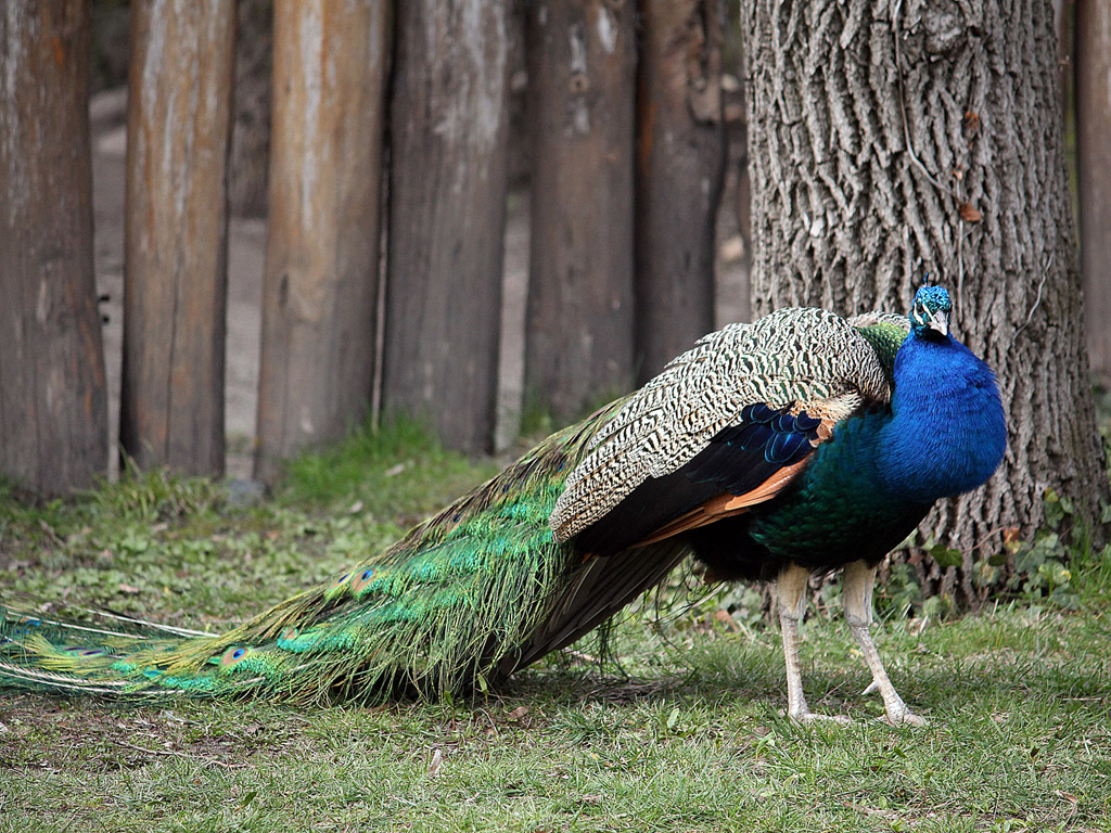 Blauer Pfau 012