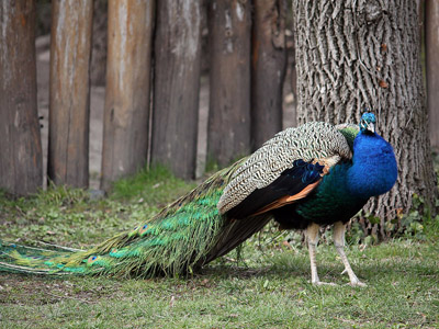 Blauer Pfau