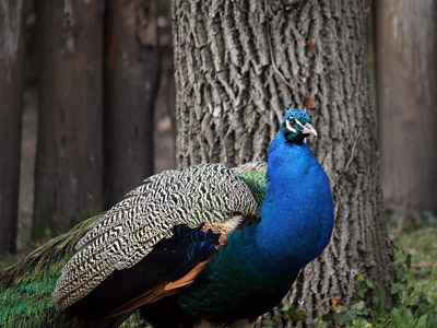 Blauer Pfau