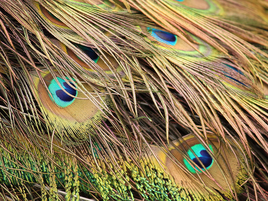 Vogel: Blauer Pfau