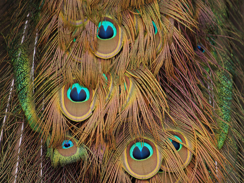 Vogel: Blauer Pfau