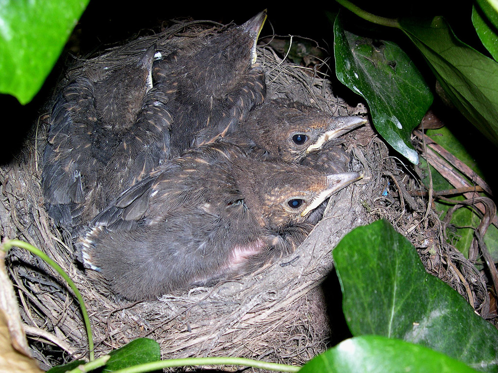 Junge Drossel im Nest