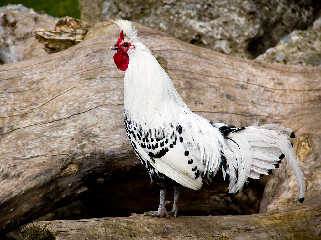 Hahn, Geflügel