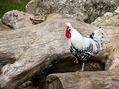 Hahn, Geflügel