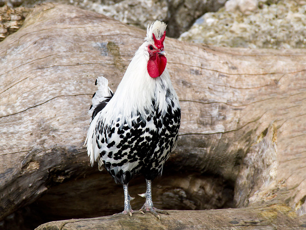 Hahn, Geflügel