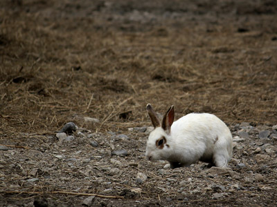 Hase, Kaninchen