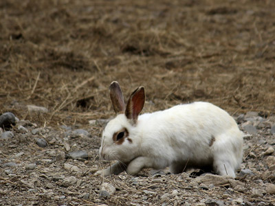 Hase, Kaninchen