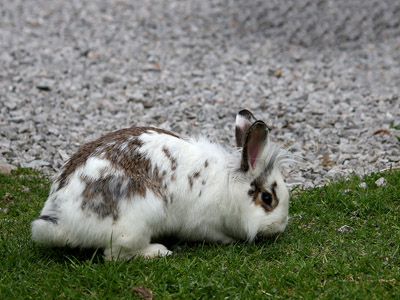 Hase, Kaninchen