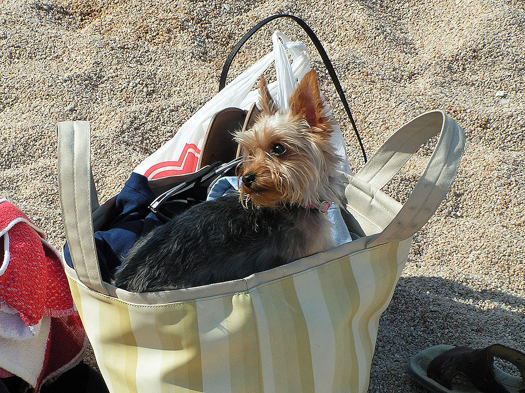 Hund - Yorkshire Terrier