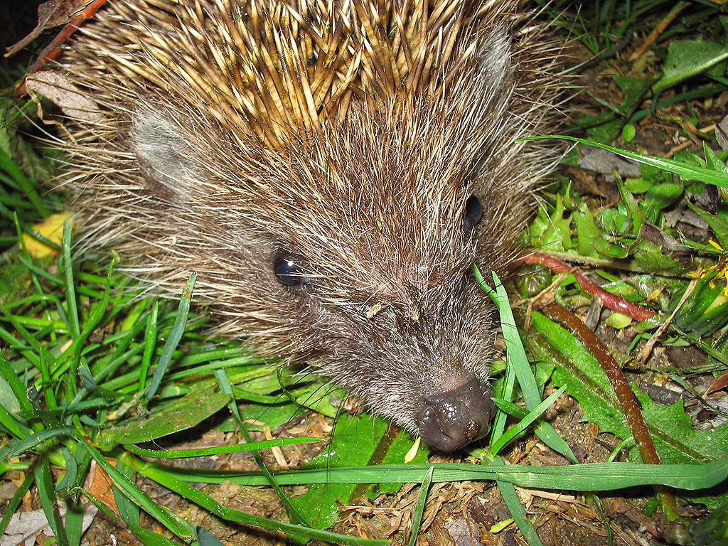 Igel 001