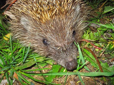 Igel