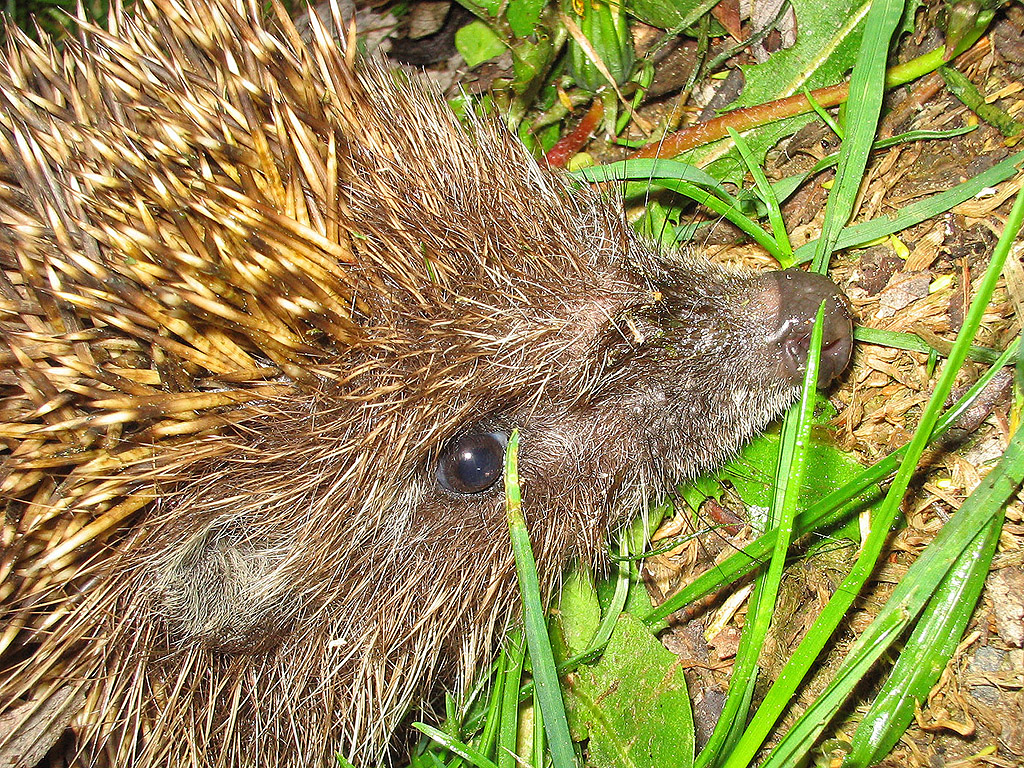 Igel